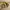 Adidas Sportswear Sneakers Pria yellow photo 4