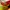 Adidas Sportswear Sneakers Pria yellow photo 7