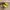 Adidas Sportswear Sneakers Pria yellow photo 6