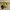 Adidas Sportswear Sneakers Pria yellow photo 1