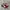 Puma Ballet Red White photo 1