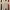 Club Monaco Vintage Casual T-shirt Pria tan photo 1