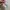 Tas coin little twin star jepang photo 1