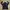 The North Face Minimalist Track jacket Pria black photo 8