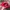 GOODGUYS MEMBER HAT RED photo 4