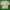 Lyle & Scott Vintage Casual Casual shirt Pria green photo 1