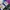 Sepatu slip on nfl photo 3
