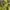 Mammut Gorpcore Windbreaker Pria yellow photo 7