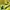 Mammut Gorpcore Windbreaker Pria yellow photo 4