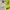 Mammut Gorpcore Windbreaker Pria yellow photo 2