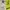 Mammut Gorpcore Windbreaker Pria Yellow