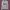 Crewneck dickies grey velvet photo 1