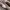 PUMA SPEEDCAT BROWN photo 2