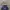 Adidas Crewneck center logo trefoil photo 3