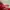 Vintage Hat Pria Red photo 5