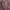 ribbon photo 1