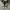 Converse Allstar Hi Black White photo 5