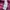Los Angeles Apparel Casual Coquette Sweater Wanita purple photo 6