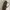 Prada Futurist Shoulder bag Wanita brown photo 5