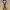 Vintage Y2K Belt Pria brown photo 1
