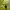 Wilson Sportswear Jersey Wanita yellow photo 4