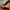 Nike Air Foamposite One Habanero Red Original