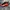 Nike Air Foamposite One Habanero Red original photo 6