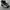 Adidas superstar jungle photo 1