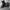 Adidas superstar jungle photo 6