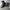 Adidas superstar jungle photo 5