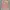 coral pink lace ruffle detailed camisole adjustable straps photo 2