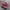 Vans Authentic Leopard Animal Print Hot Pink photo 1