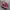 Vans Authentic Leopard Animal Print Hot Pink