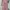 Outher pink photo 2