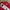 Beanpole Casual Polo Shirt Pria White Red