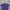 Crocodile Casual Formal shirt Pria purple white photo 1