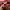 Puma Speed Cat Leather Original Red Cherry photo 7