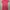 Lacoste Luxury Casual Midi dress Wanita pink photo 5