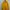 Jaket Kuning Tebal