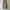 WORKPANTS DICKIES 874 KHAKI photo 2