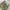 WORKPANTS DICKIES 874 KHAKI photo 4