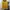 Converse Vintage Streetwear T-shirt Pria cream yellow photo 1