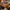 Ills Japanese Brand Camou Fleece Canvas Brown Duck Active photo 6
