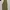 Dickies Double Knee Khaki