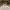 Citizen Junior Vintage Casual Wanita gold white photo 3