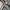 Seiko Vintage Casual Pria gold white photo 5