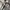 Seiko Vintage Casual Pria gold white photo 6