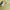 Casual Minimalist Polo shirt Pria yellow photo 2