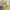 Lacoste Casual Minimalist Polo shirt Pria yellow photo 4