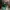 Air Jordan 1 Low Pine Green photo 1